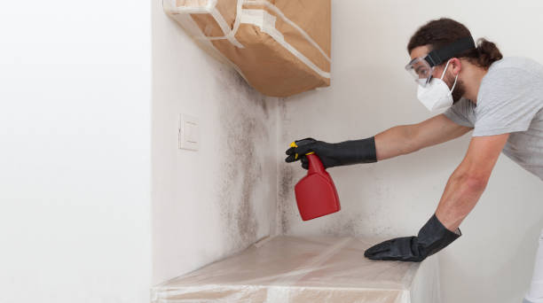 Professional Black Mold Remediation technician working in Capron, IL