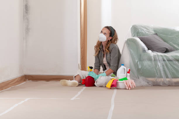 Reliable Black Mold Remediation contractor in Capron, IL by 24 Hour Mold Removal
