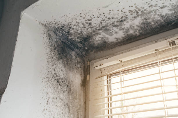 Affordable Black Mold Remediation solutions in Capron, IL